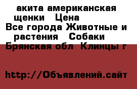 акита американская.щенки › Цена ­ 75 000 - Все города Животные и растения » Собаки   . Брянская обл.,Клинцы г.